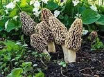 Brown Morel Mushroom Morchella esculenta for planting in home garden
