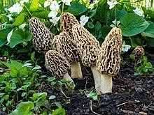 Brown Morel Mushroom Morchella esculenta for planting in home garden