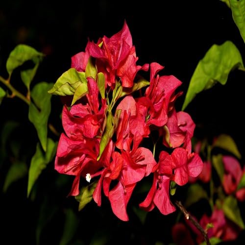 Red Bougainvillea Flower - Heirloom, Non - Gmo Seeds
