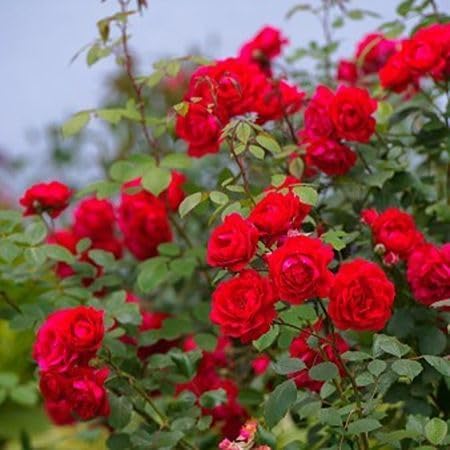 Red Climbing Rose Flower - Heirloom, Non - Gmo Seeds