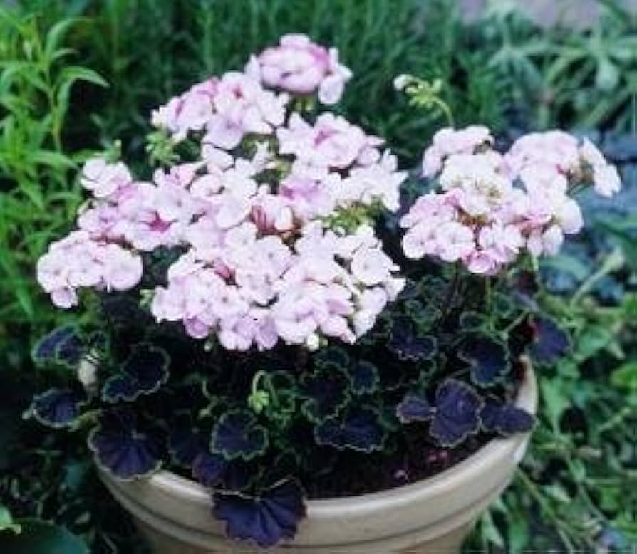 Black Velvet Rose Geranium – Pelargonium hortorum seeds