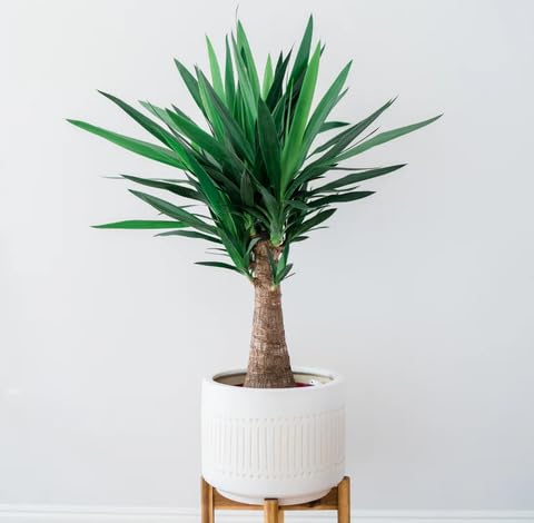 Green Yucca - Heirloom, Non - Gmo Seeds