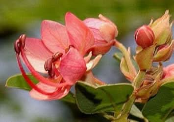 Cassia Marginata Flower Seeds for Planting