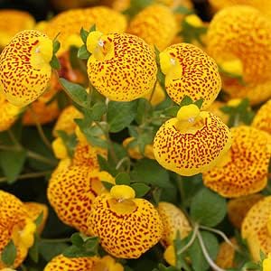 Yellow (Yellow scientific name) for planting in garden