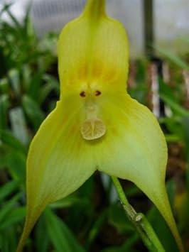 Green Monkey Face Orchids Seeds for Planting - Green Color Variety for Home Garden, Non-GMO Seeds seeds for planting in home garden