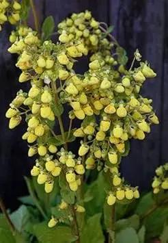 Light Yellow Calceolaria Flower Planting Seeds for Garden NON GMO Seeds Dhara Seeds