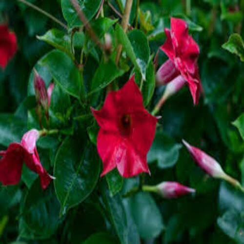 Red Dipladenia Flower - Heirloom, Non - Gmo Seeds