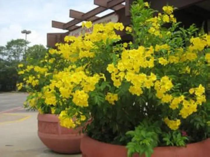 Esperanza Plant Seeds for Planting - NON GMO Seeds Dhara Seeds