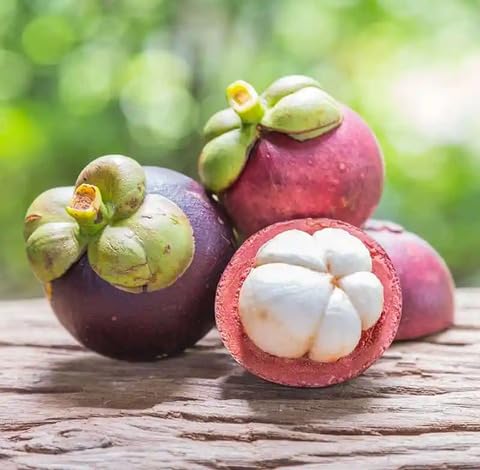 White Mangosteen Fruit - Heirloom, Non - Gmo Seeds