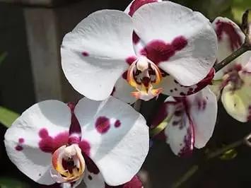 White Red Phalaenopsis Orchid Flower Seeds, Heirloom, Non-GMO Seeds for Planting Dhara Seeds