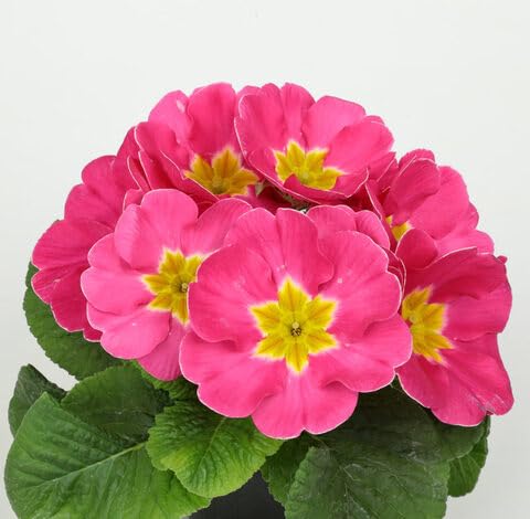 Pink Primrose Flower