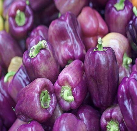 Purple Pepper - Heirloom, Non - Gmo Seeds