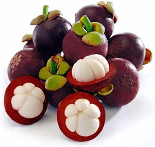 Maroon Mangosteen Fruit - Heirloom, Non - Gmo Seeds