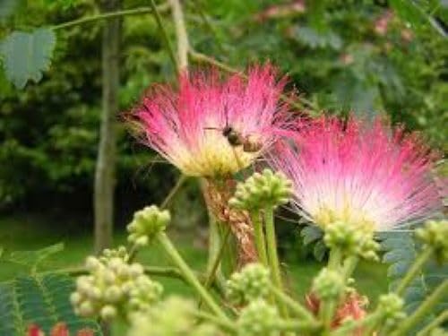 Albizia Flower Seeds, Mimosa Silk Tree Seeds for Flower Pot Plants, DIY Home Garden