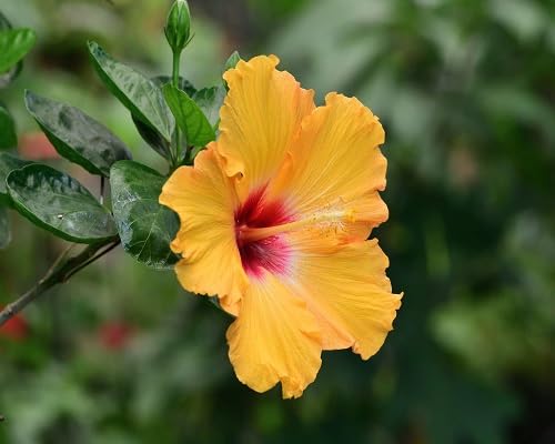 Orange Hibiscus Flower - Heirloom, Non - Gmo Seeds