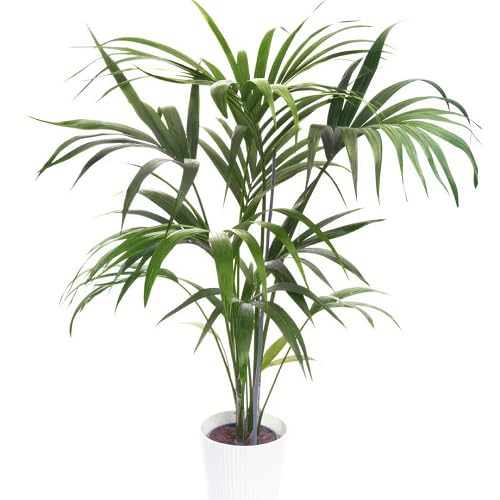 Green Howea Forsteriana - Heirloom, Non - Gmo Seeds