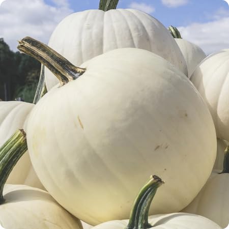 White Pumpkin - Heirloom, Non - Gmo Seeds