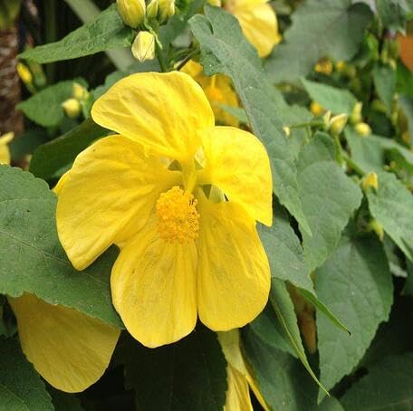 Yellow Flower - Heirloom, Non - Gmo Seeds