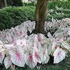 White Caladium Flower Seeds – Heirloom, Non-GMO Flower Seeds for Planting for planting in home garden