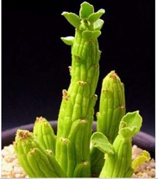 Monadenium Plant Seeds for Planting, Green, NON GMO Seeds
