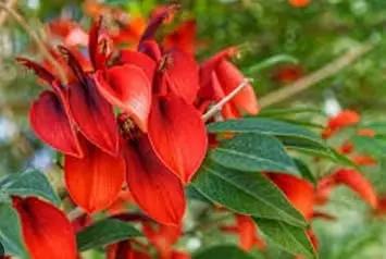 Dark Orange Erythrina Crista Galli Flower Seeds for Planting - NON GMO Seeds Dhara Seeds