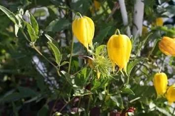 Yellow Tangutica Flower Planting Seeds for Garden NON GMO Seeds Dhara Seeds
