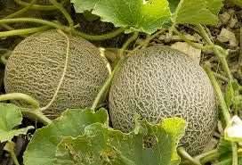 Melon Cantaloupe Fruit Seeds - Light Yellow Variety for Sweet, Summer Fruits
