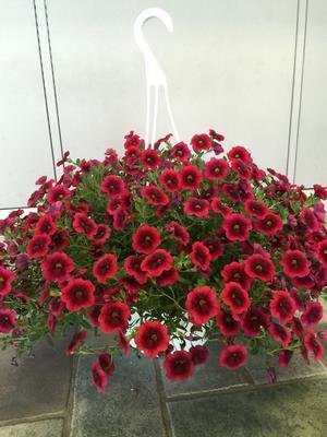 Bearded Pink Flower Mix (various spp.) seeds for planting in bush gardens