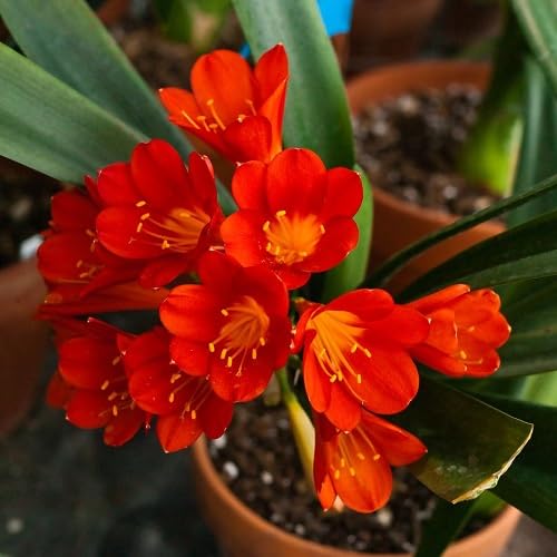 Red Clivia Flower - Heirloom, Non - Gmo Seeds