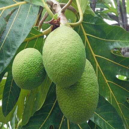 Breadfruit Fruit Green - Heirloom, Non - Gmo Seeds