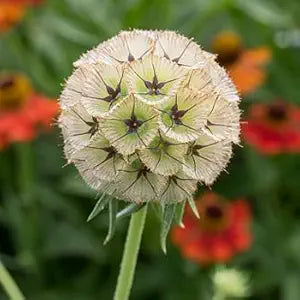 Drumstick Scabiosa Stellata for annual garden planting