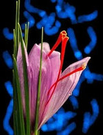 Crocus Flower Seeds Pink for Planting - NON GMO Seeds Dhara Seeds