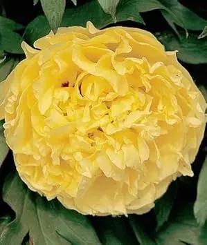 Yellow Peony Flower Seeds for Planting - NON GMO Seeds Dhara Seeds