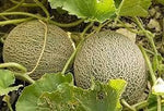 Sweet Cantalope Melon Fruit Heirloom Non Gmo Image
