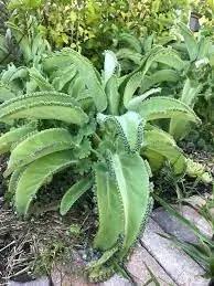 Kalanchoe Daigremontiana Seeds – Heirloom, Non-GMO Succulent Seeds for Planting Indoors Dhara Seeds