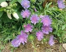 Stoke's Aster Flower Seeds for Planting - NON GMO Seeds for planting in home garden