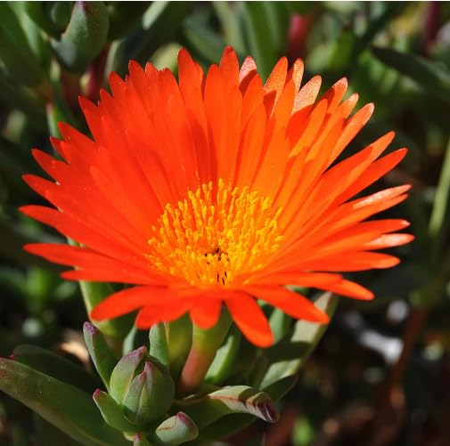 Orange Mesembryanthemum Flower - Heirloom, Non - Gmo Seeds
