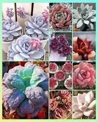Echeveria Flowering Seeds for Planting - NON GMO Seeds Dhara Seeds