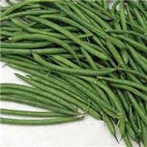 Green Bean Heirloom Non Gmo Image