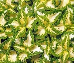 Heirloom Green Yellow Coleus Flower Seeds for Planting – Non-GMO, Decorative Ornamental Foliage Variety for planting in your garden.
