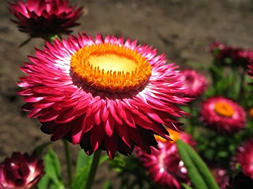 Strawflower Seeds - Bright Rose