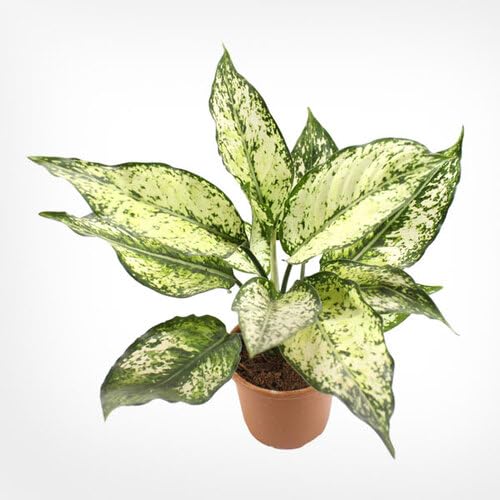 Aglaonema Green White - Heirloom, Non - Gmo Seeds