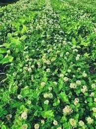 New Zealand Clover Seeds for Planting - NON GMO Seeds for planting in home garden