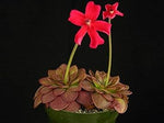 Butterwort (Butterwort scientific name) for planting in garden