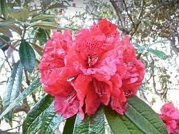 Heirloom Rhododendron Flower Seeds, Non-GMO Vibrant Blooms for Planting