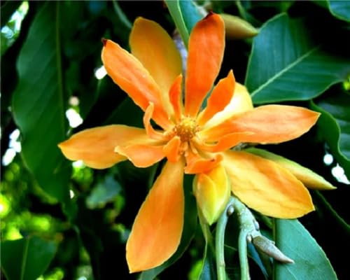 Orange Michelia Alba Flower