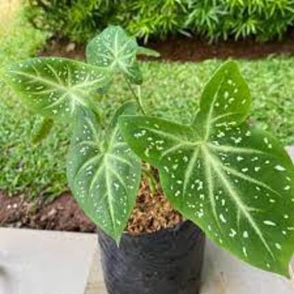 Caladium Plants Green - Heirloom, Non - Gmo Seeds