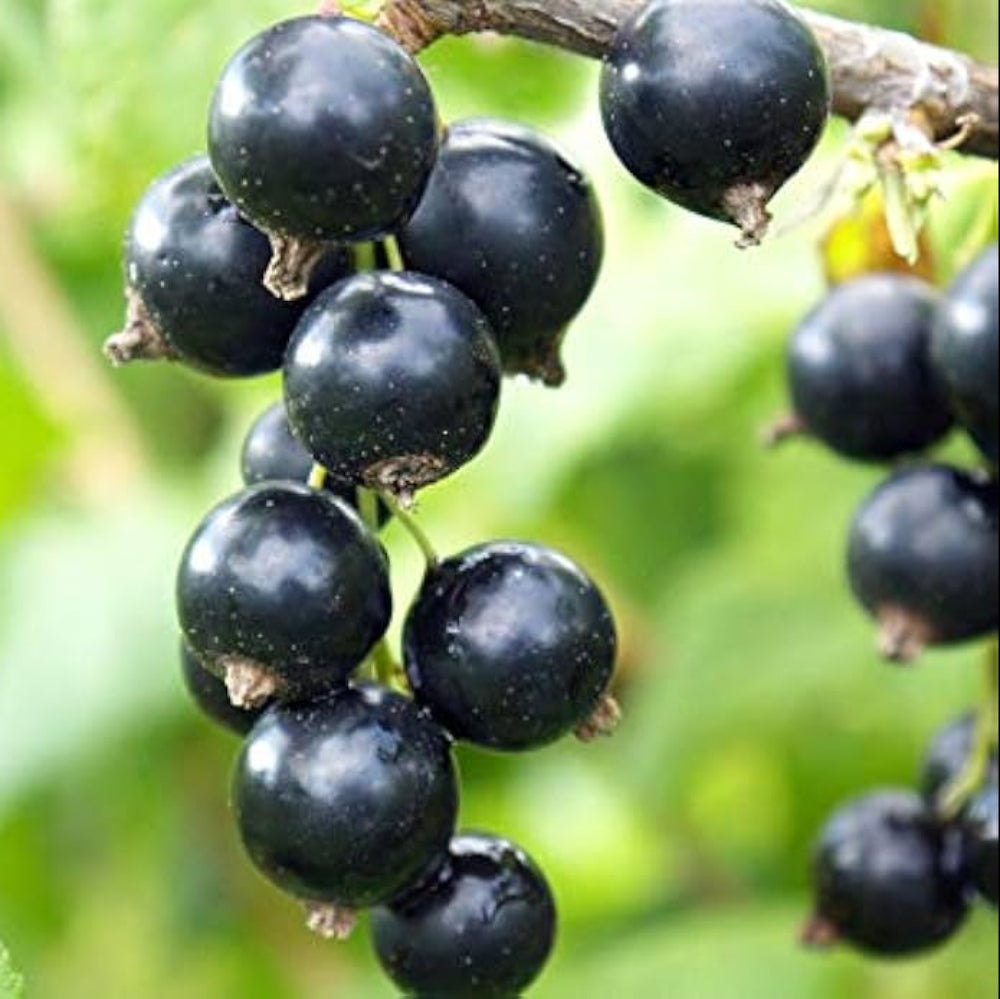 Johannisbeere Fruit Seeds for Planting - Tangy Fruit Lovers, Heirloom and GMO Free Seeds for Home Garden