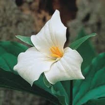 White Trillium Flower - Heirloom, Non - Gmo Seeds