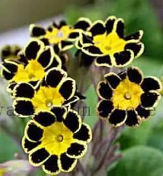 Yellow Black Primrose Flower Seeds 100 pcs for planting in home garden